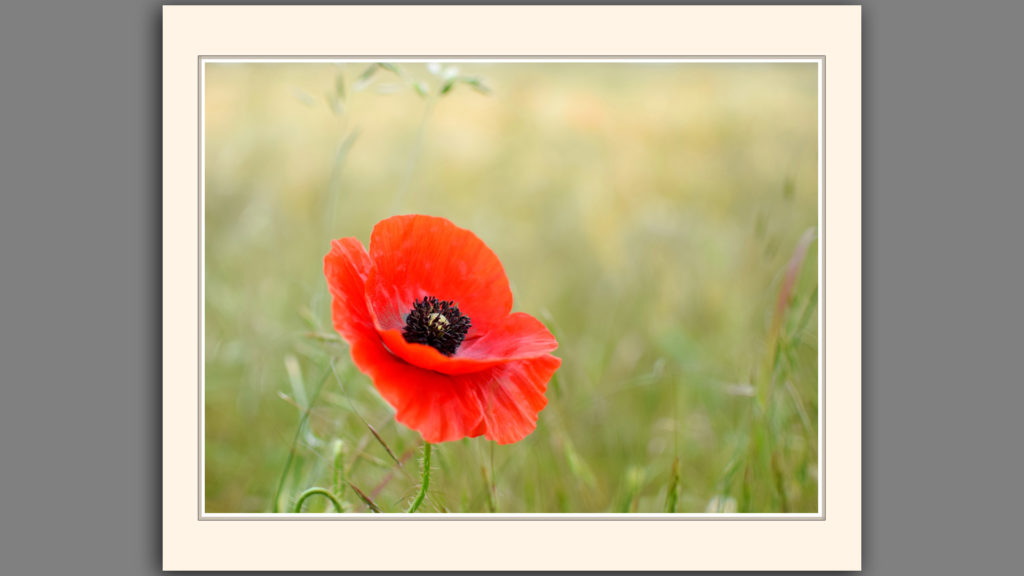 Poppy Appeal